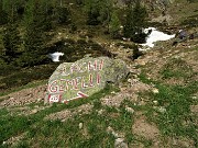 Laghi Gemelli dalle Baite di Mezzeno, fiori, stambecchi e ancora neve (4giu21) - FOTOGALLERY